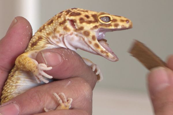 Les geckos léopards, lézards du désert, aiment les proies vivantes, mais la pâtée de poudre d'insectes leur plait aussi beaucoup.