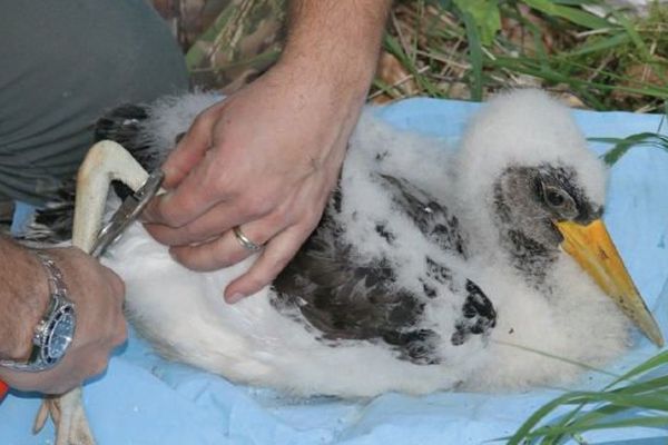 Le bébé cigogne