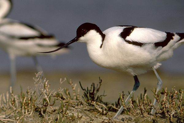 L'avocette, un des oiseaux emblématiques de la réserve ornithologique de Grand-Laviers