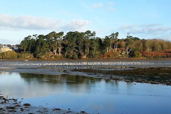 La ria du Conquet, située en aval du Gaec des Primevères 