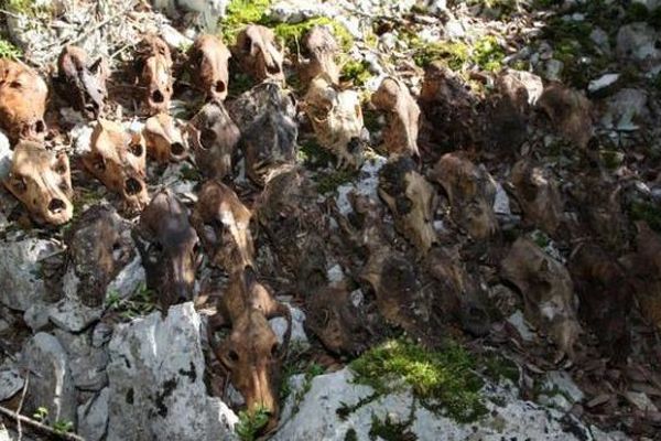 Au total, 43 cadavres de chiens ont été trouvés par un groupe de spéléologues de Ganges, dans le massif de la Séranne, à Brissac, dans l'Hérault