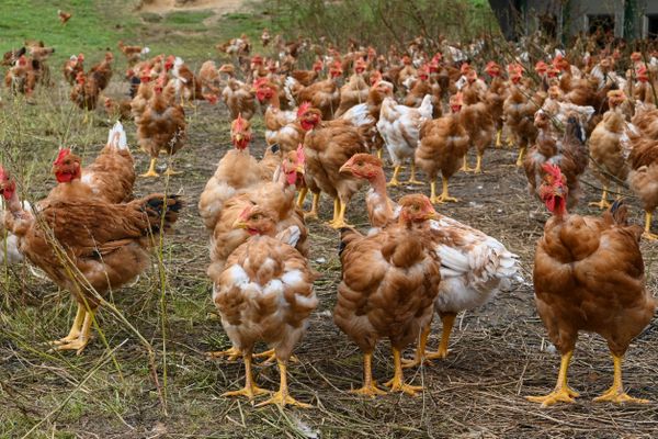 (Illustration) Un élevage de poulets.