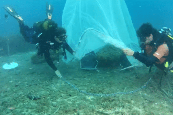 Les plongeurs libèrent les bébés poissons de la nurserie sous-marine au large du port de La Ciotat