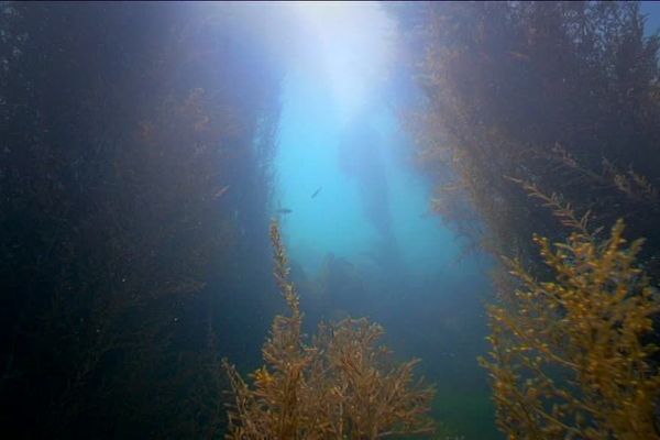 On récolte 75 000 tonnes d'algues vertes sur notre littoral