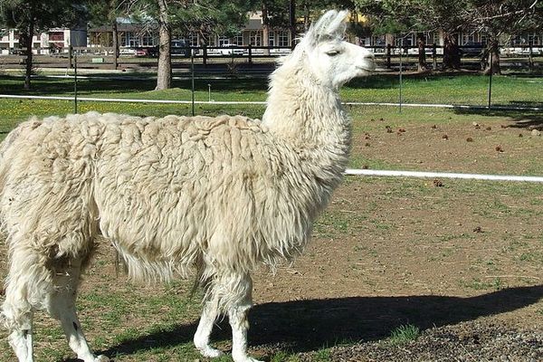 Le lama a été percuté par un véhicule à Saultain. 