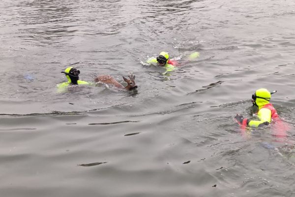 La biche a été sauvée par les pompiers