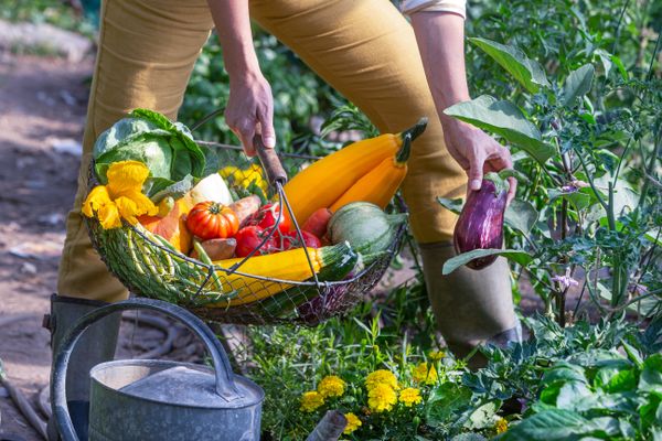 La proposition de loi d'expérimentation vers l'instauration d'une sécurité sociale de l'alimentation ne vise pas à être appliquée immédiatement à l’ensemble du territoire, mais plutôt à expérimenter ce modèle pendant cinq ans dans plusieurs villes françaises.