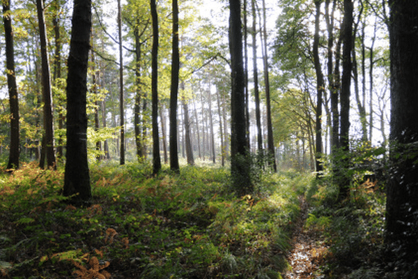 Une septuagénaire décède lors d'un tragique accident dans la forêt de Balinghem. Photo d'illustration