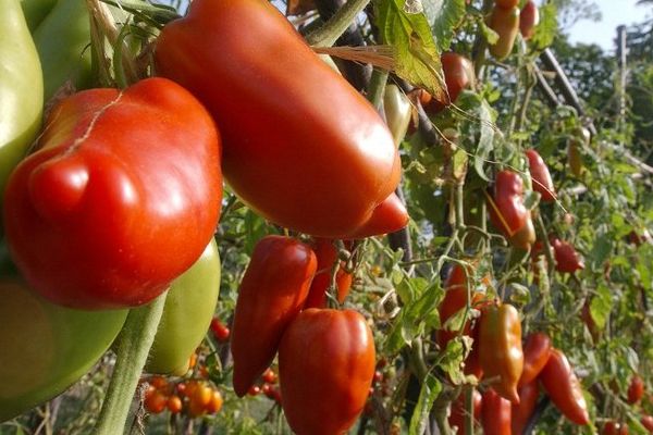 La variété de tomates "Opalska"