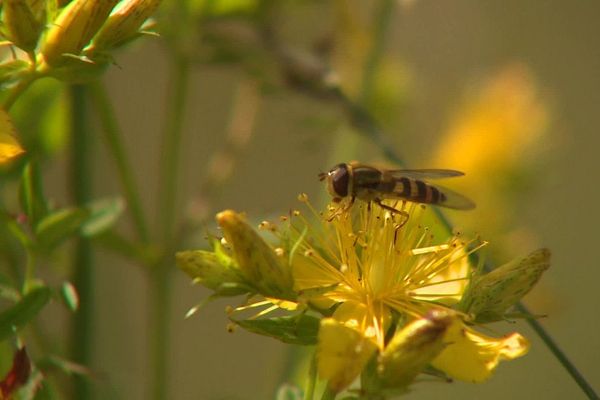 A Nébouzat, dans le Puy-de-Dôme, les insectes pollinisateurs sont recensés et étudiés par les chercheurs du CNRS.