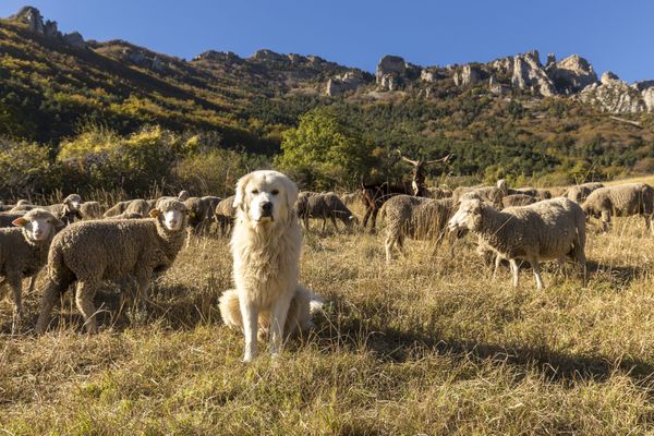 Un chien de berger Patou gardant un troupeau de moutons, dans la vallée du Combeau (Parc Naturel Régional du Vercors).