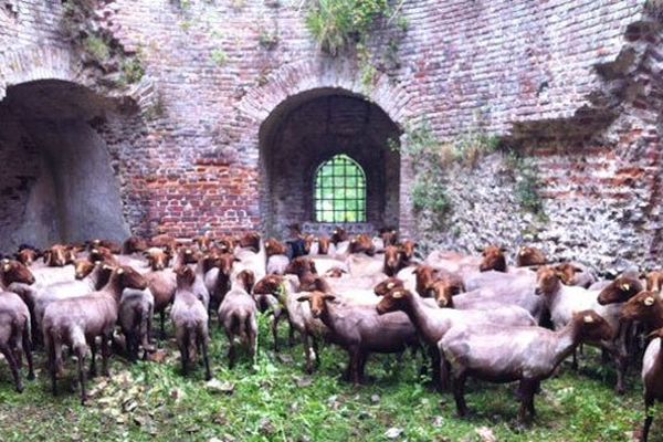 Les moutons, une fois tondus pour l'été