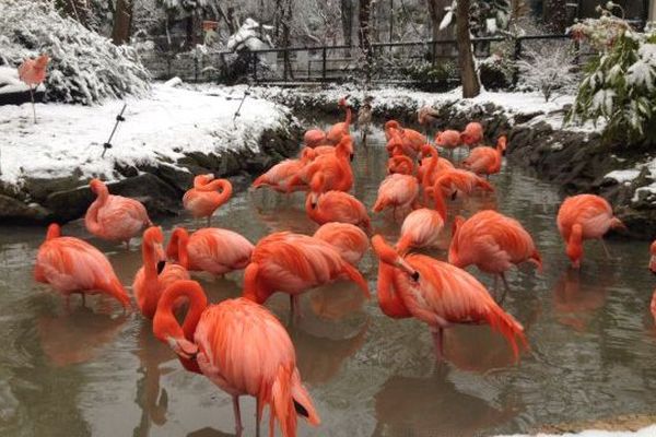 Zoo de Beauval - St Aignan (Loir-et-Cher) 