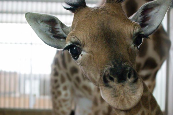 Ce girafon, né le 30 décembre 2019, est le petit dernier de la famille girafe du Touroparc.