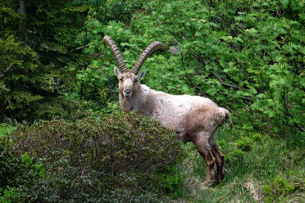 Le préfet de Haute-Savoie a pris un nouvel arrêté autorisant l'abattage des seuls bouquetins ayant été testés positifs à la brucellose.