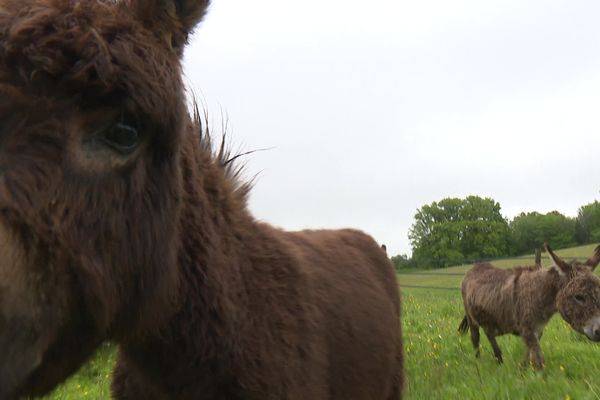 Les ânes miniatures sont les nouvelles stars des réseaux sociaux, grâce à leur taille, de moins de 91 cm.