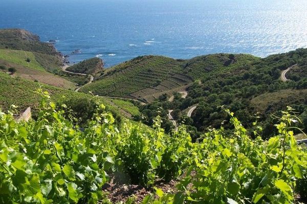 Les vignes de Collioure - archives.