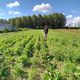 Geoffroy sur une parcelle du GFA des "Champs Vivants" à Arc-sur-Tille, sur laquelle il s'apprête à cultiver ses légumes