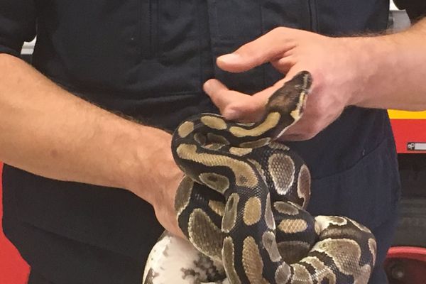 Sephora, python royal de 9 ans, dans les mains d'un pompiers de l'équipe animalière du SDIS 44