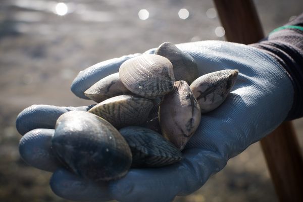 Un phénomène d'anoxie a entraîné la destruction du stock de palourdes, la pêche va être de nouveau interdite