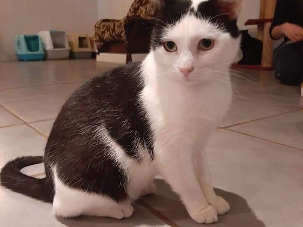 Vierzon Le Refuge Pour Chats Les Moustaches Du Berry Lance Un Appel Aux Dons