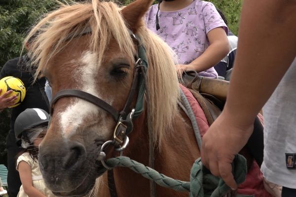 Un enfant sur le dos d'un poney dans un parc parisien