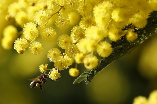 Sur l'Île d'Yeu, les mimosas sont déjà fleuris