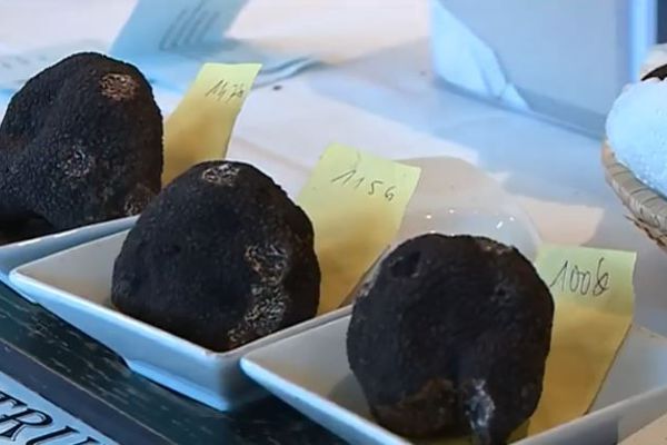 Le marché de la truffe a accusé un recul de 20% cet hiver, après une saison record l'an dernier