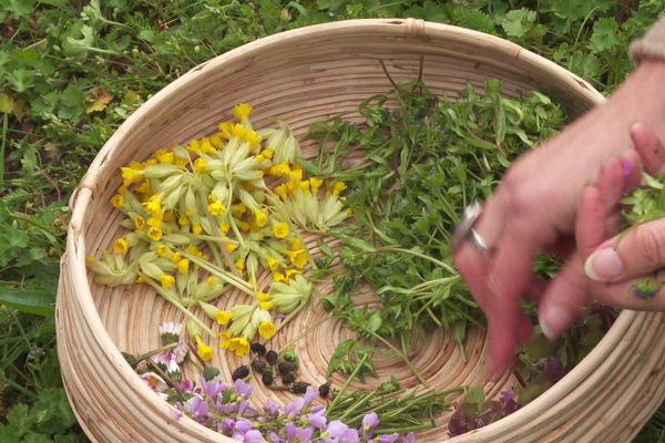 Environ 10% des plantes sauvages sont comestibles.