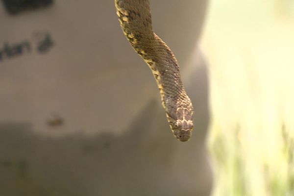 La couleuvre vipérine n'est pas vénimeuse.