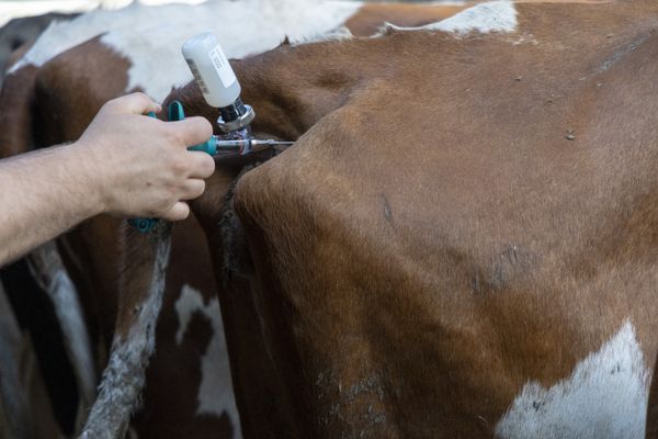 Une dose de Bultavo 3 injectée à une vache en Belgique.