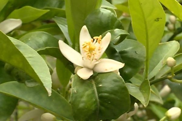 Journée de la fleur d'oranger