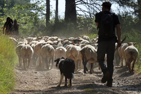 Dans le parc national du Mercantour, les randonneurs pourront cet été géolocaliser les troupeaux en temps réel.