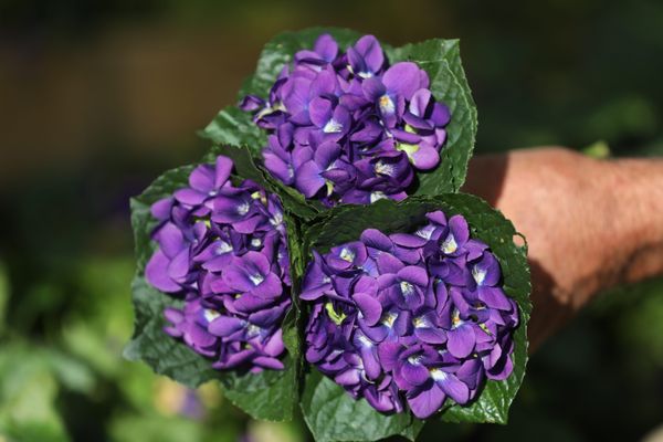 Des étudiants toulousains ont réussi à reproduire le parfum de la violette grâce à des microorganismes.