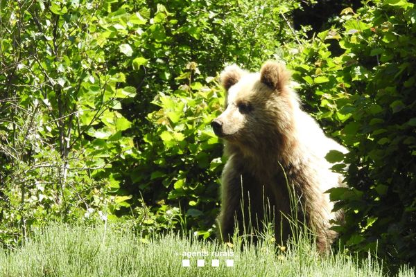 L'animal, "qui montre une attitude très confiante", a été photographié. Il attire de plus en plus de curieux. Certains ont même essayé de l'approcher, ce qui inquiète les autorités espagnoles.