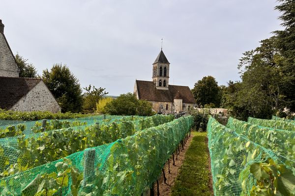 A Montgeroult, dans le Vexin, deux vignes se trouvent à proximité de l'église. L'une produit du raisin de table, l'autre est destinée ) la fabrication du vin.