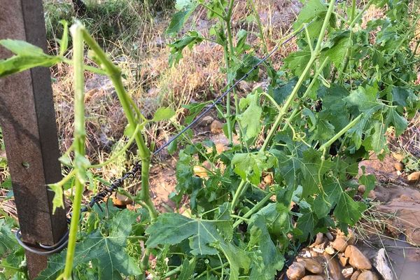 L'orage a touché les vignes sur une largeur de 3 kilomètres. 