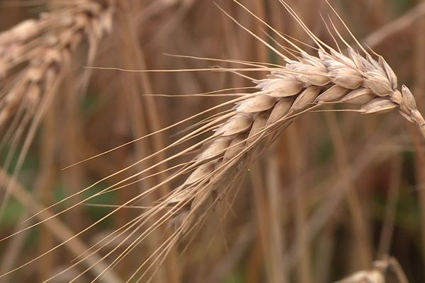 Le blé cultivé sur les parcelles du domaine agricole de la ville de Toulouse permet de produire les baguettes des cantines des écoles toulousaines en circuit court.