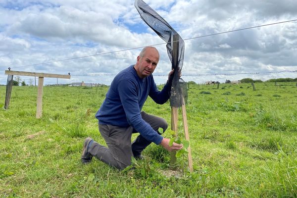 Jean-Yves Masson a planté 350 arbres sur ses terres. Cet éleveur et producteur de légumes du Finistère s'est mis à l'agroforesterie