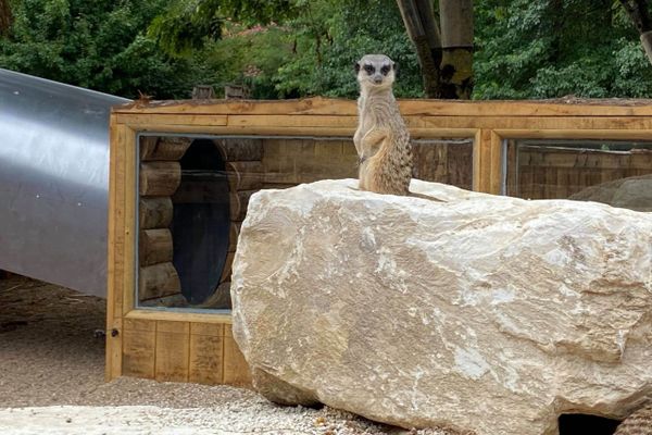 La Vallée des signes accueille désormais des suricates dans un espace conçu pour les enfants.