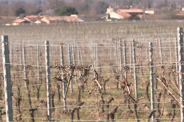 En plaine crise viticole, environ 300 viticulteurs de Gironde ont exprimé le souhait d'arrêter leur activité selon une étude de la Chambre d'Agriculture de Gironde