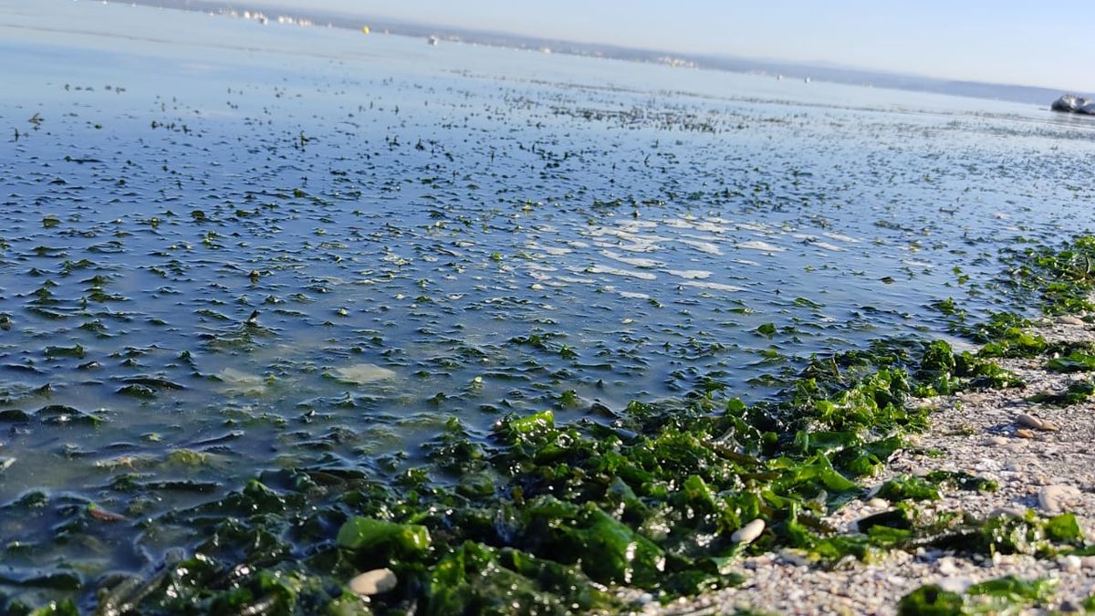 Les algues, simples de la mer- Plantes et Santé