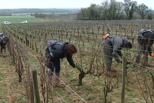 Le vignoble de Menetou-Salon dans le Cher, le 5 février 2016.