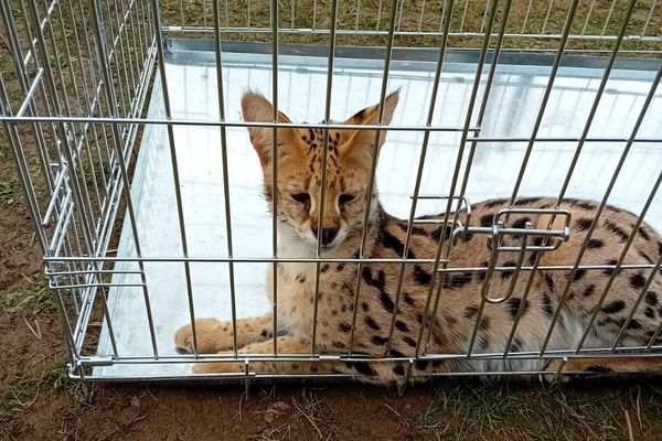 C'était bien un serval capturé dans ce jardin d'un pavillon près de Belfort.