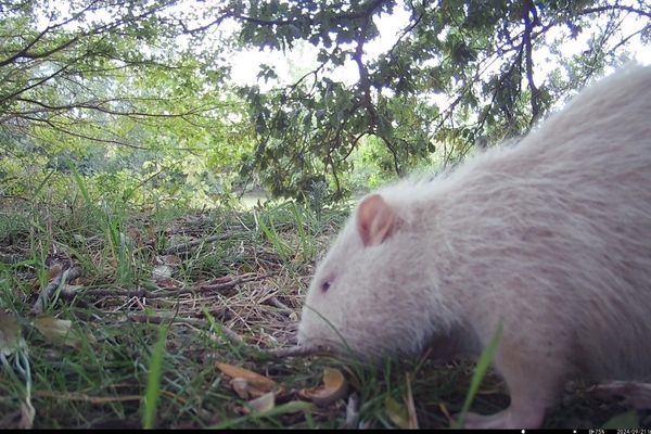 Le ragondin dit « Albinos » doit sa couleur particulière à une anomalie génétique entraînant une absence de coloration.