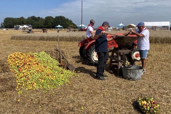 Le brassage des pommes à l'ancienne, qui précède le pressage pour faire du cidre