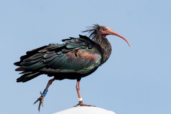 Une femelle Ibis chauve avait été accueillie le 5 septembre par le centre de sauvegarde de la faune sauvage en Isère.