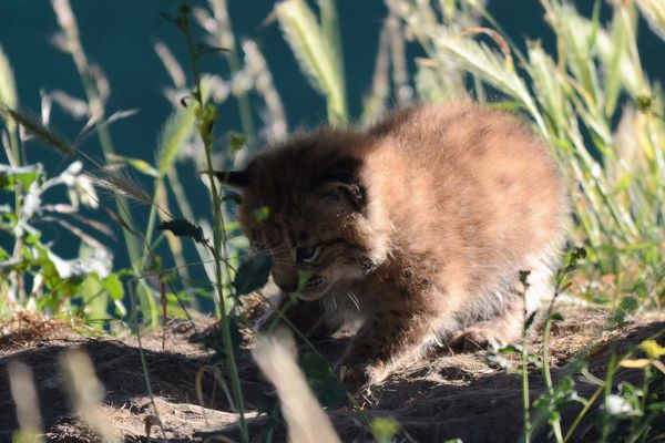 Quel nom pour ce petit lynx ? 