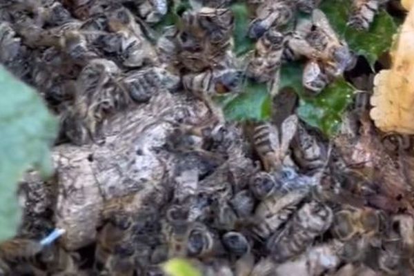 L'association Cleanmycalanque a découvert des abeilles mortes par milliers dans le quartier Pastré à Marseille.