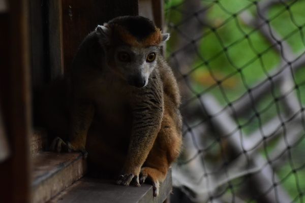 L'animal emblématique de Madagascar, le Lémure. Beaucoup de ces espèces sont menacées par la déforestation.